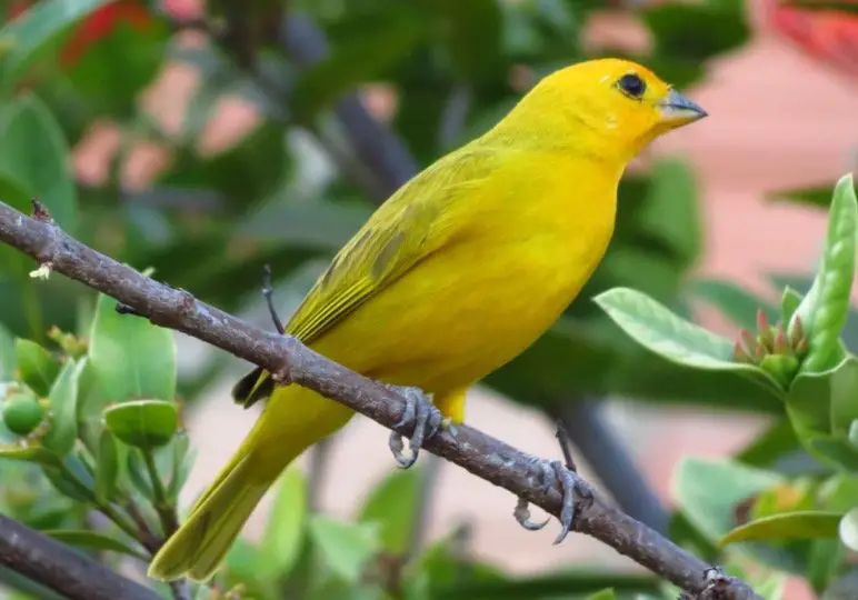 Canary Symbolism