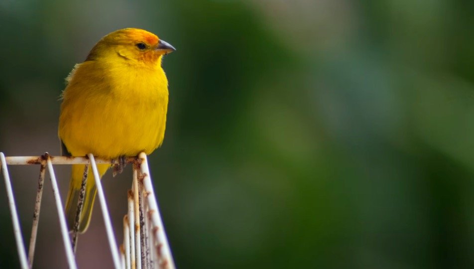 Canary Symbolism