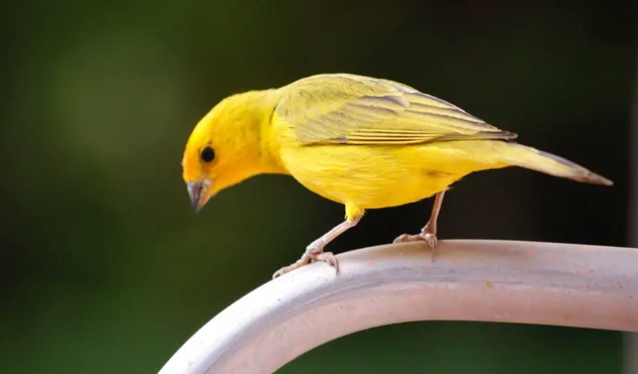 Canary Symbolism