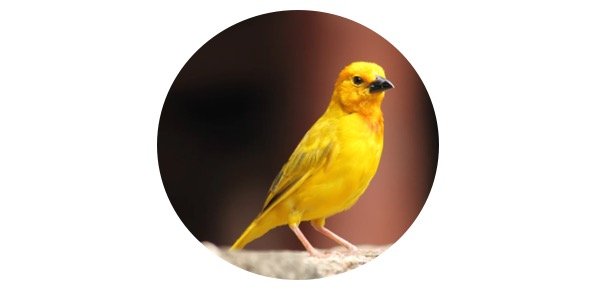 Canary Symbolism