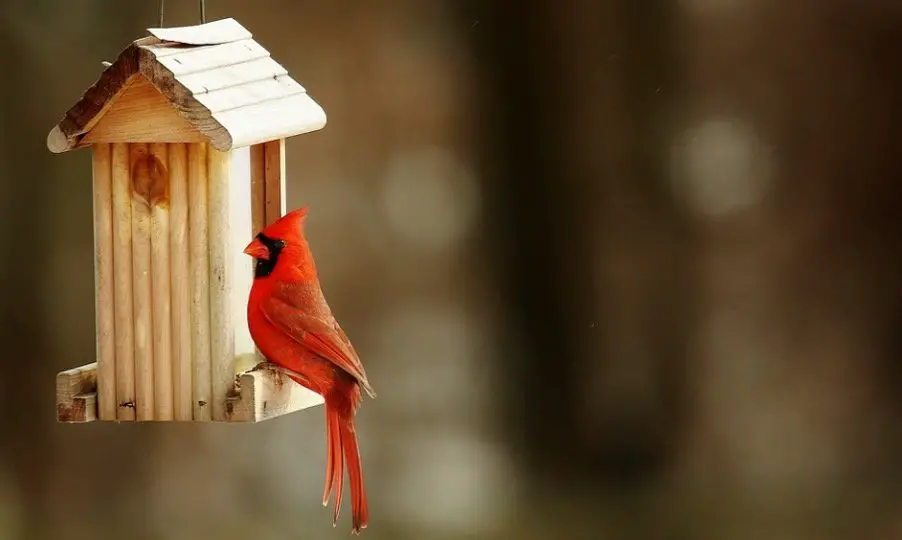 Cardinal Bird house