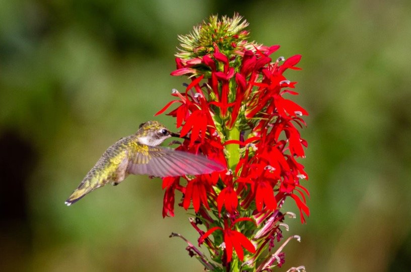 Cardinal Flower-plants that attract birds
