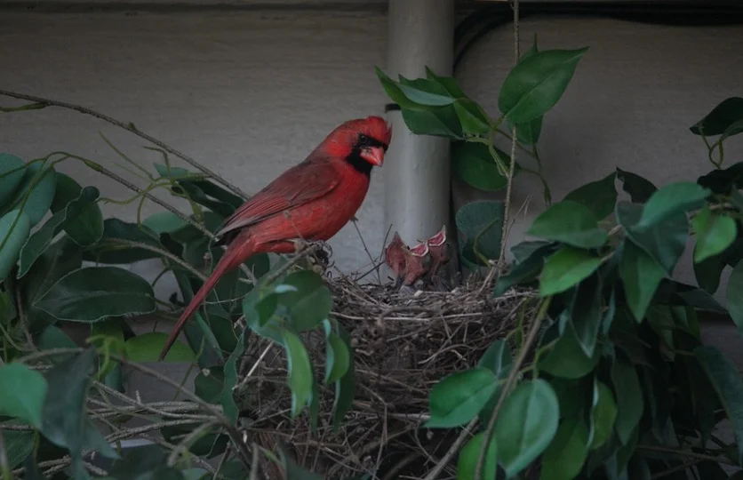 Cardinal Nest