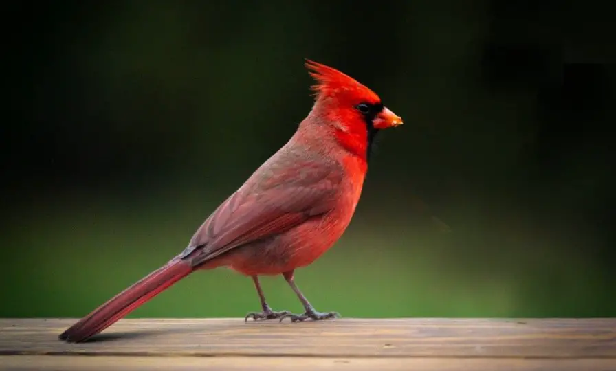 Cardinal Symbolism