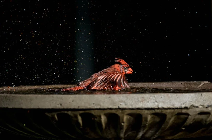 Cardinal Taking bath in backyard bird bath