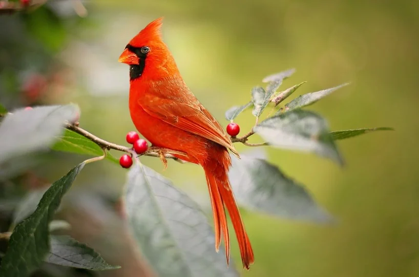 Cardinal siting at backyard plant