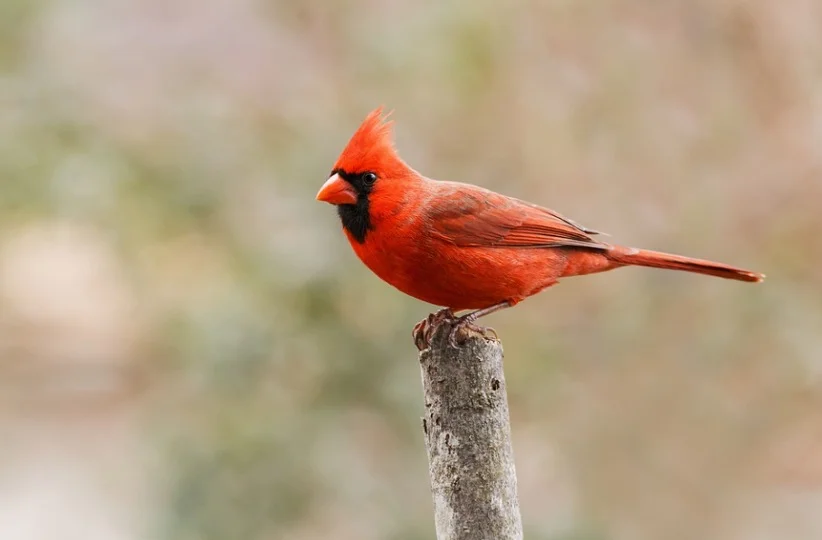 Cardinals Perching in backyard