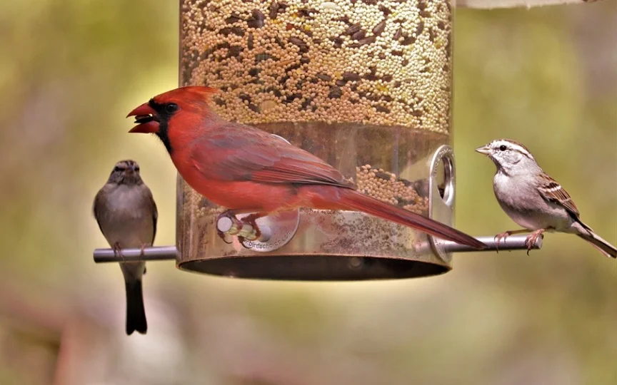 Cardinals at bird feeder