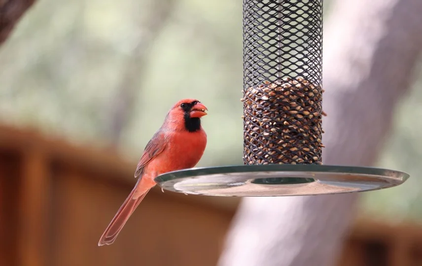 Cardinals eating at hanging feeder