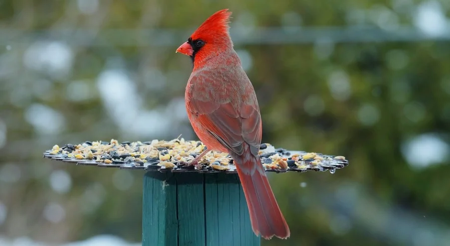 Cardinals eating seeds
