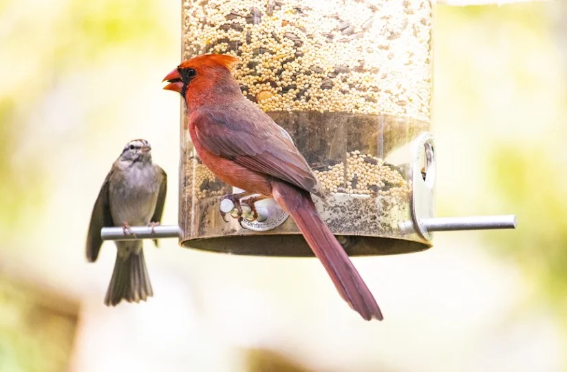 Cardinals feeding at hanging bird feeder