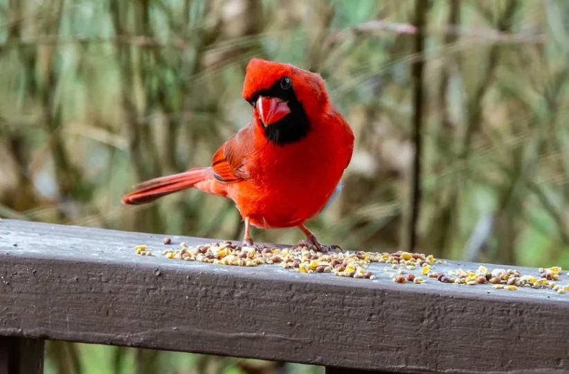 Cardinals ground feeding