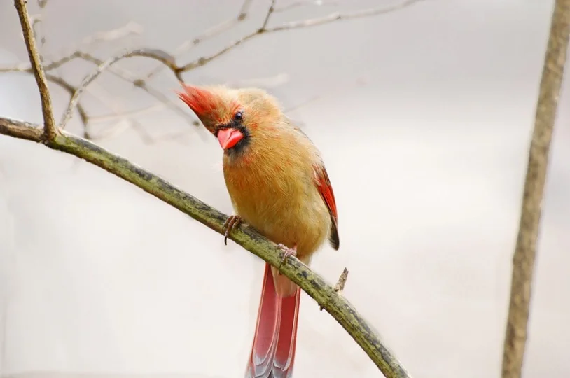 Cardinals perching