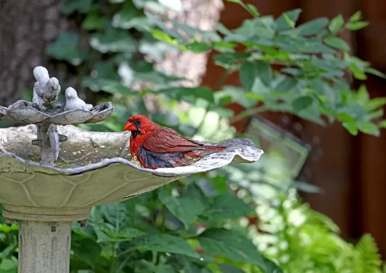 Cardinals taking bath