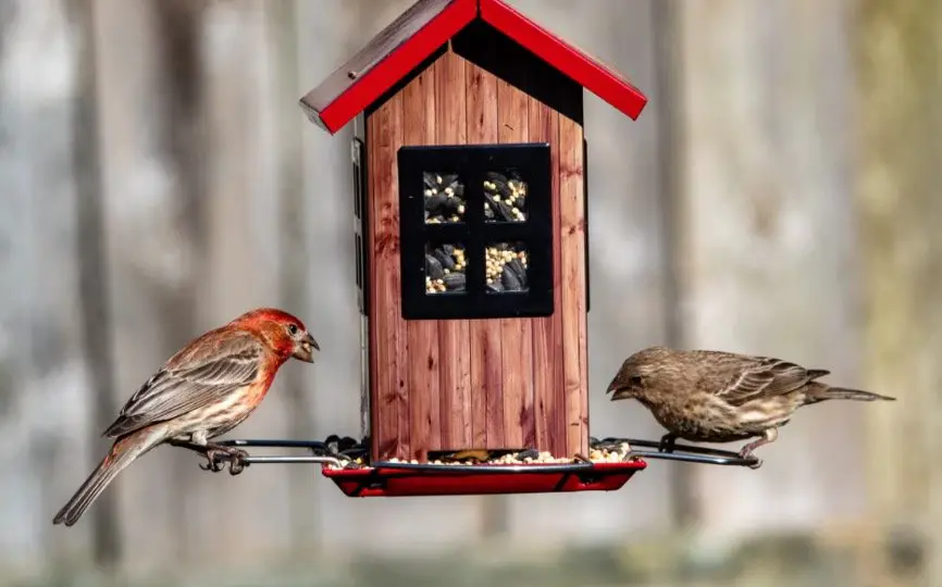 Cassin's Finches