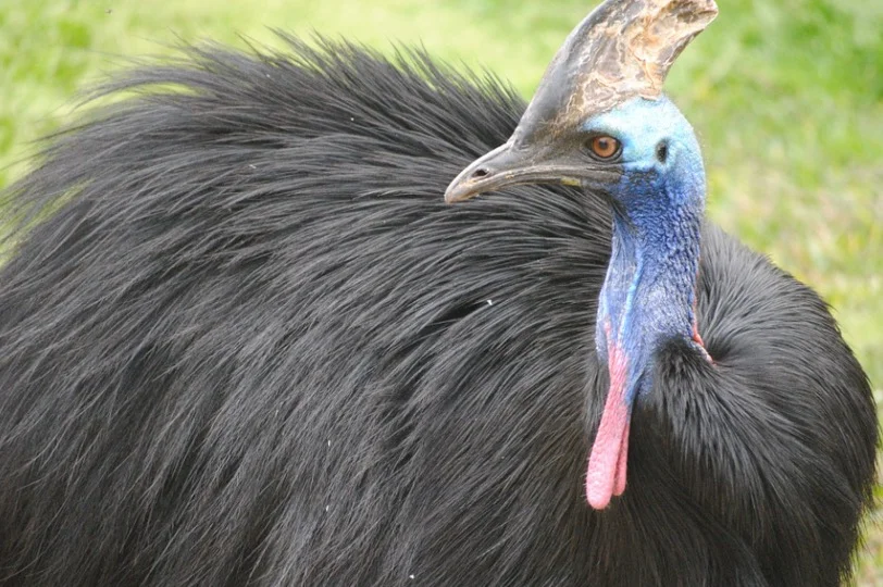 Cassowary Symbolism