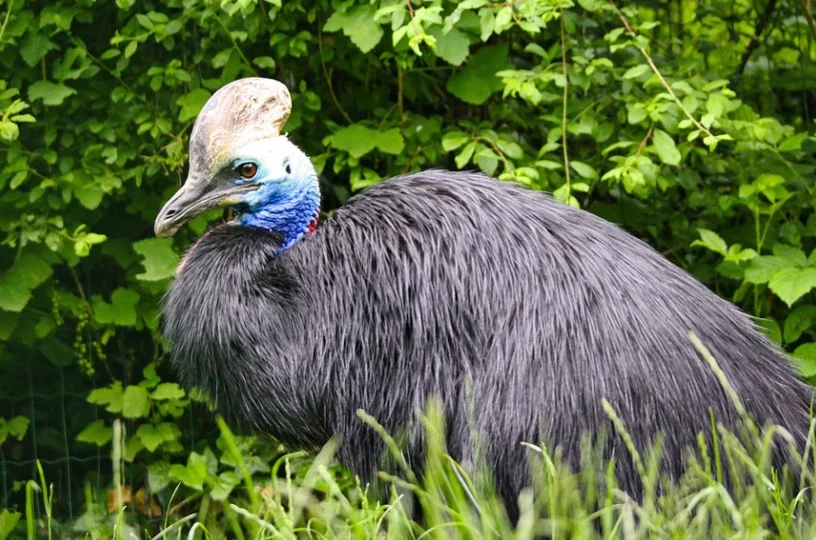 Cassowary Symbolism