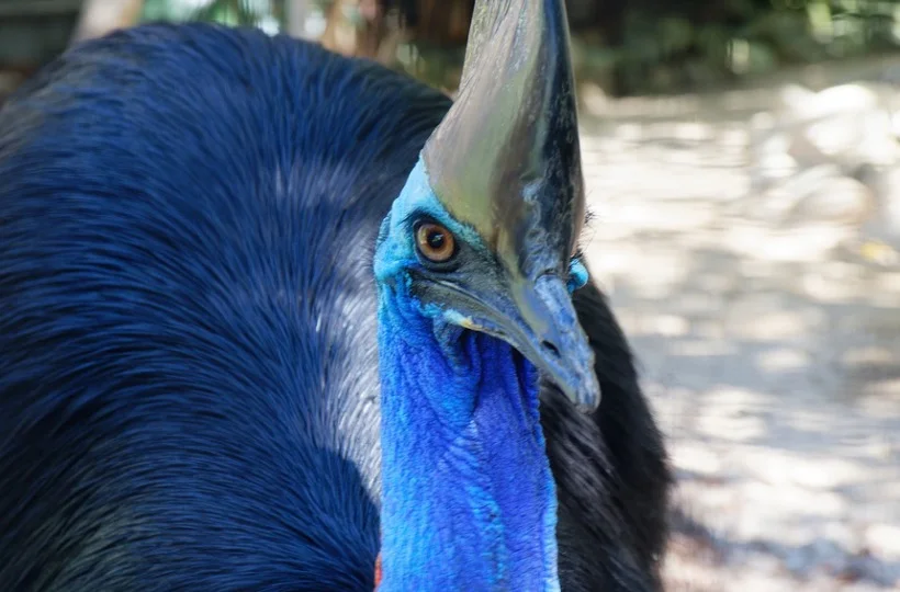 Cassowary Symbolism