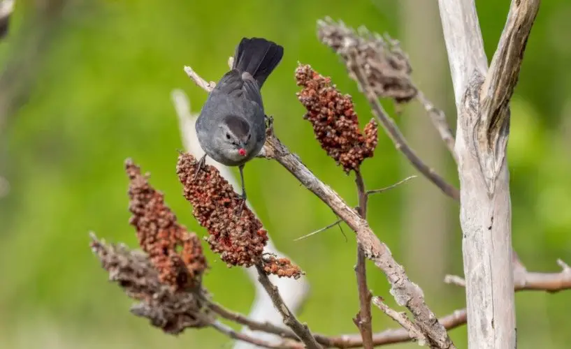 Catbird Symbolism