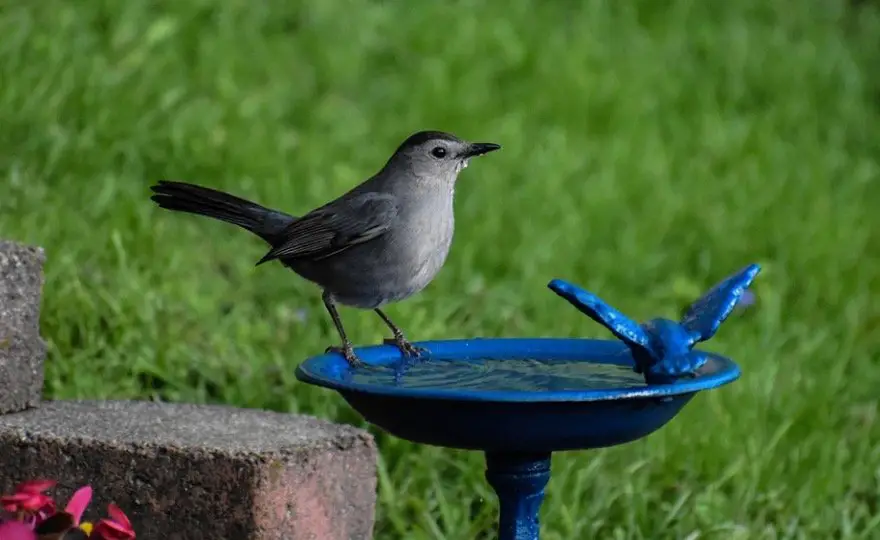 Catbird Symbolism