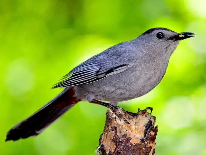 Catbird Symbolism