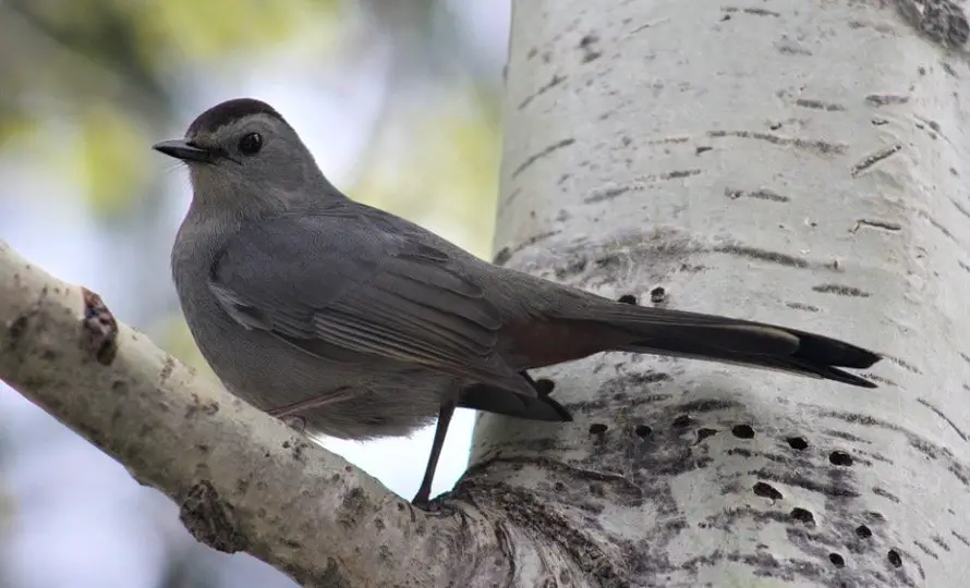 Catbird Symbolism