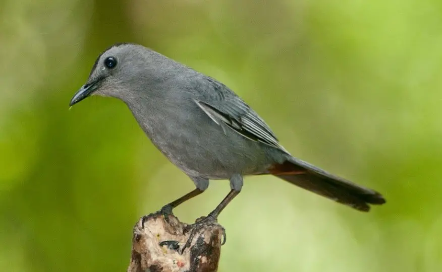 Catbird Symbolism