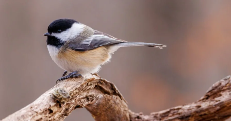 Chickadee Symbolism