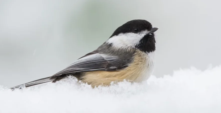 Chickadee Symbolism