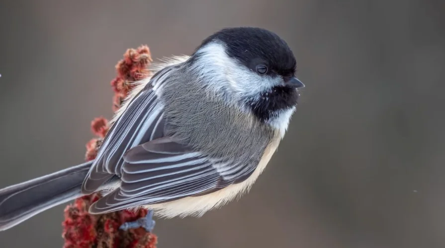 Chickadee Symbolism