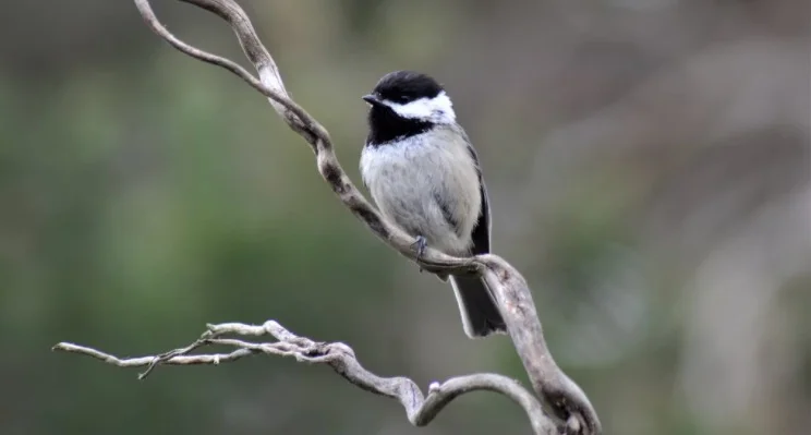 Chickadee Symbolism