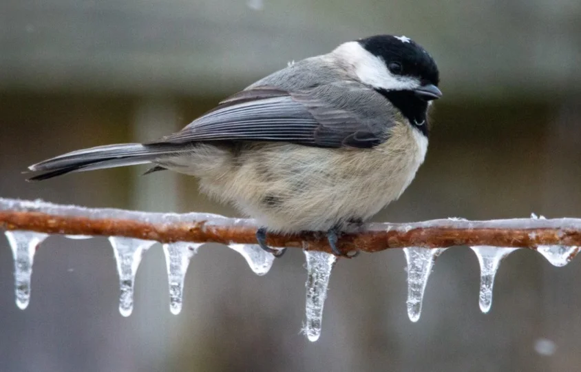 Chickadee Symbolism