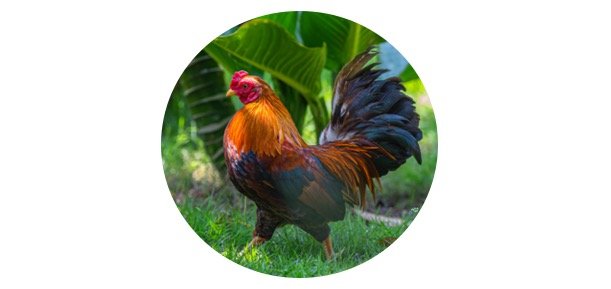 Chicken Symbolism