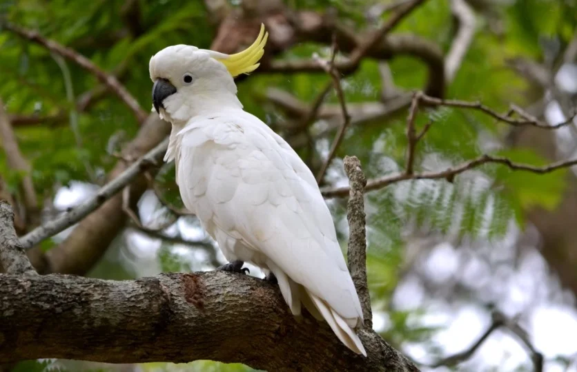 Cockatoo Symbolism