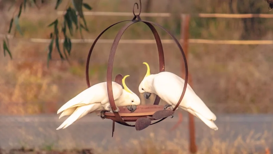 Cockatoo Symbolism