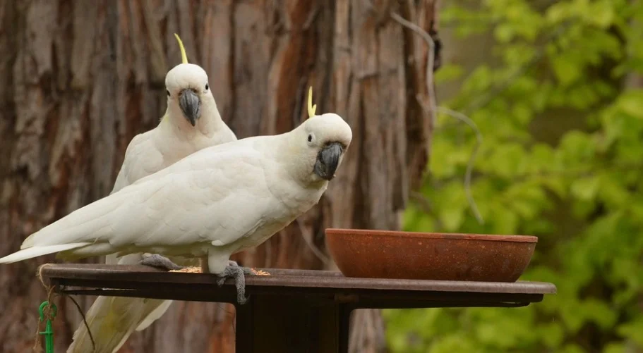 gang gang cockatoo spiritual meaning