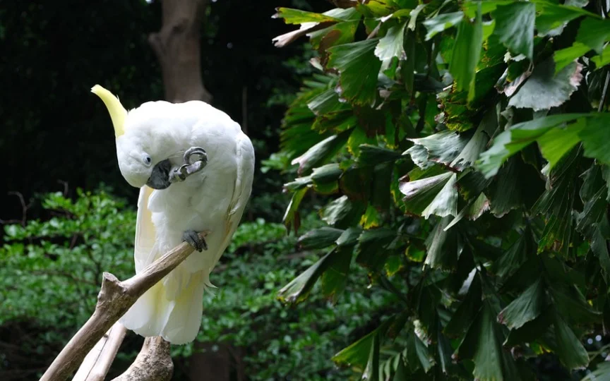 Cockatoo Symbolism