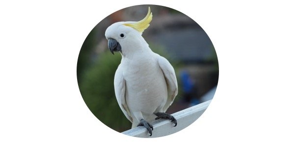 Cockatoo Symbolism