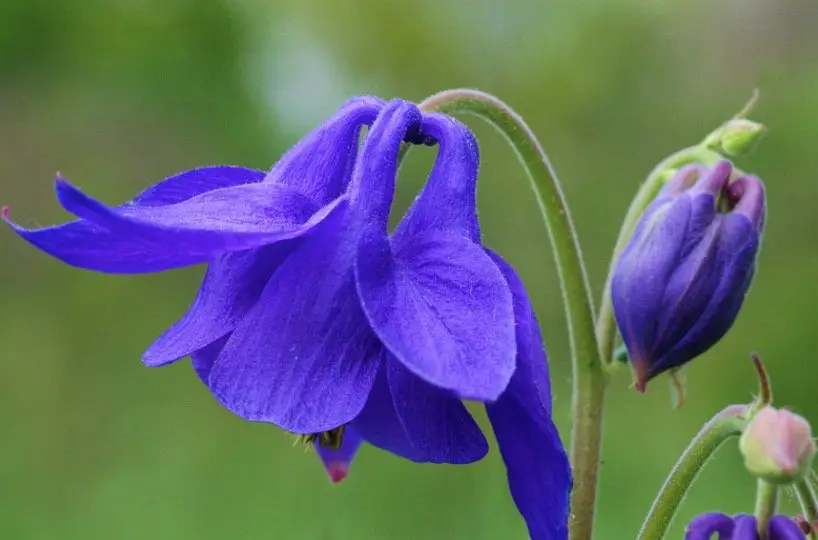 Columbine Flower