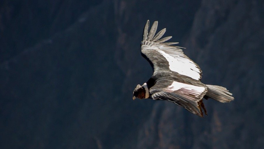Condor Symbolism