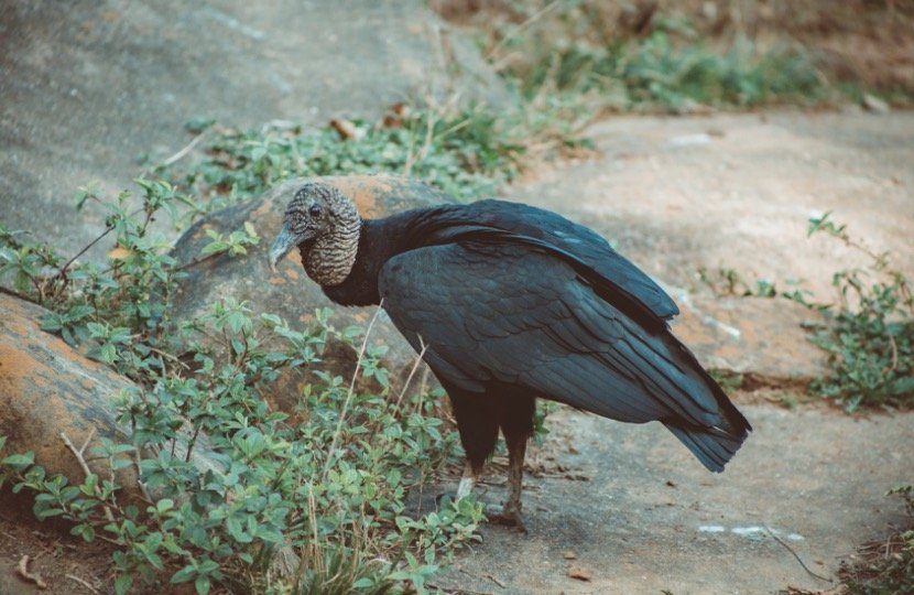 Condor Symbolism
