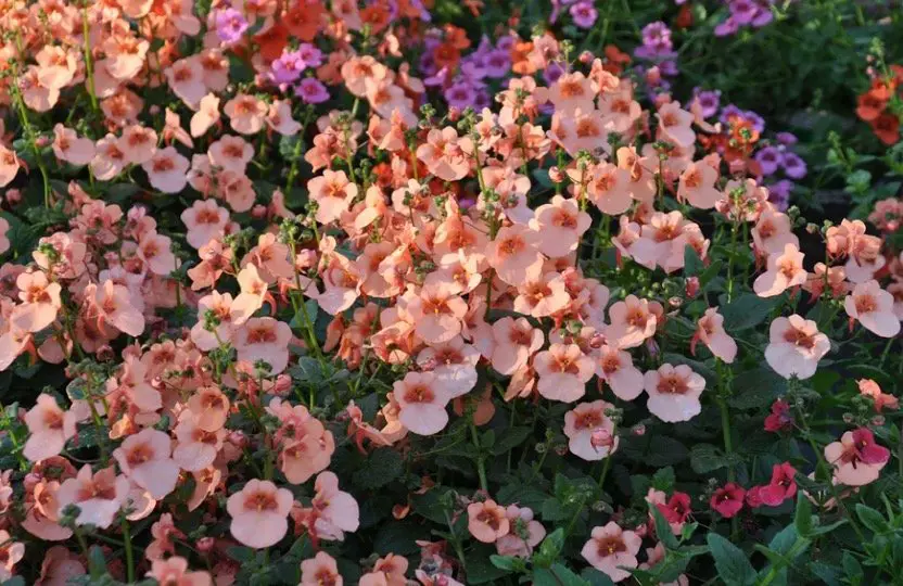 Coral Bell Flower