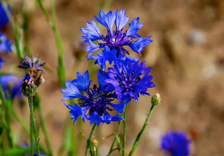 Cornflower-plants that attract birds