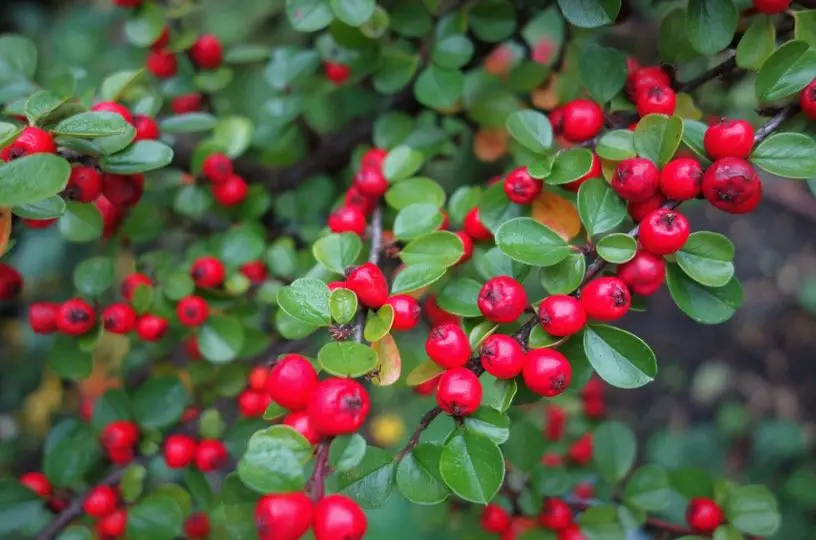 Cotoneaster-plants that attract birds