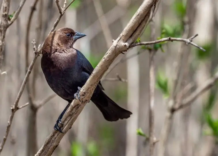 Cowbird Symbolism