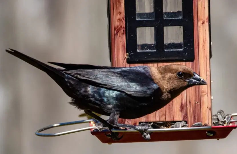 Cowbird Symbolism