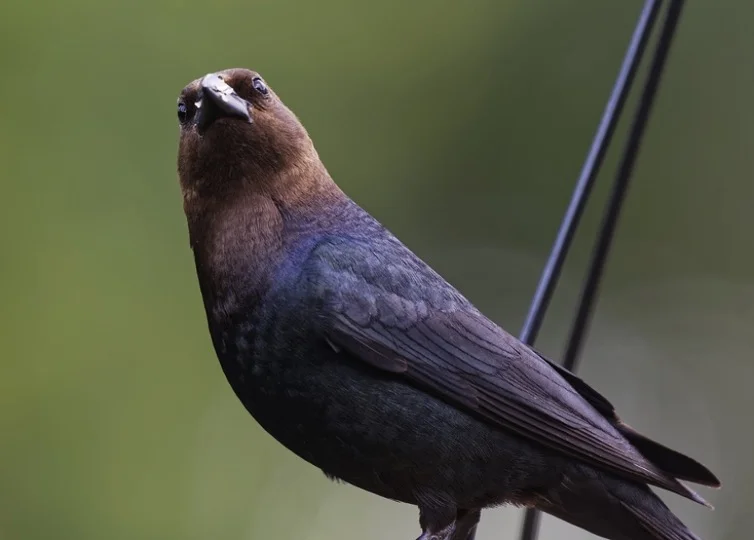 Cowbird Symbolism