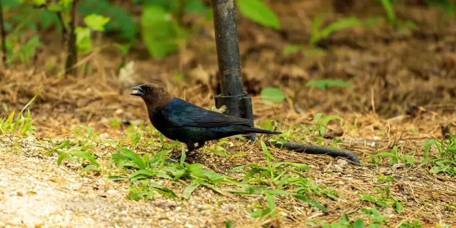 Cowbird Symbolism