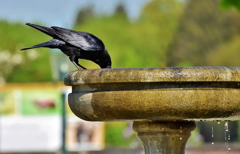 Crow Bath