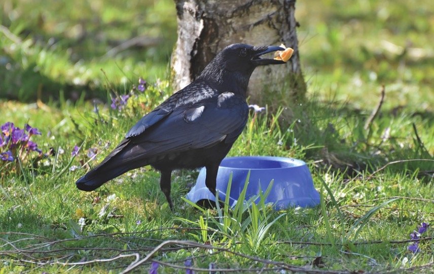 Crow feeder in backyard